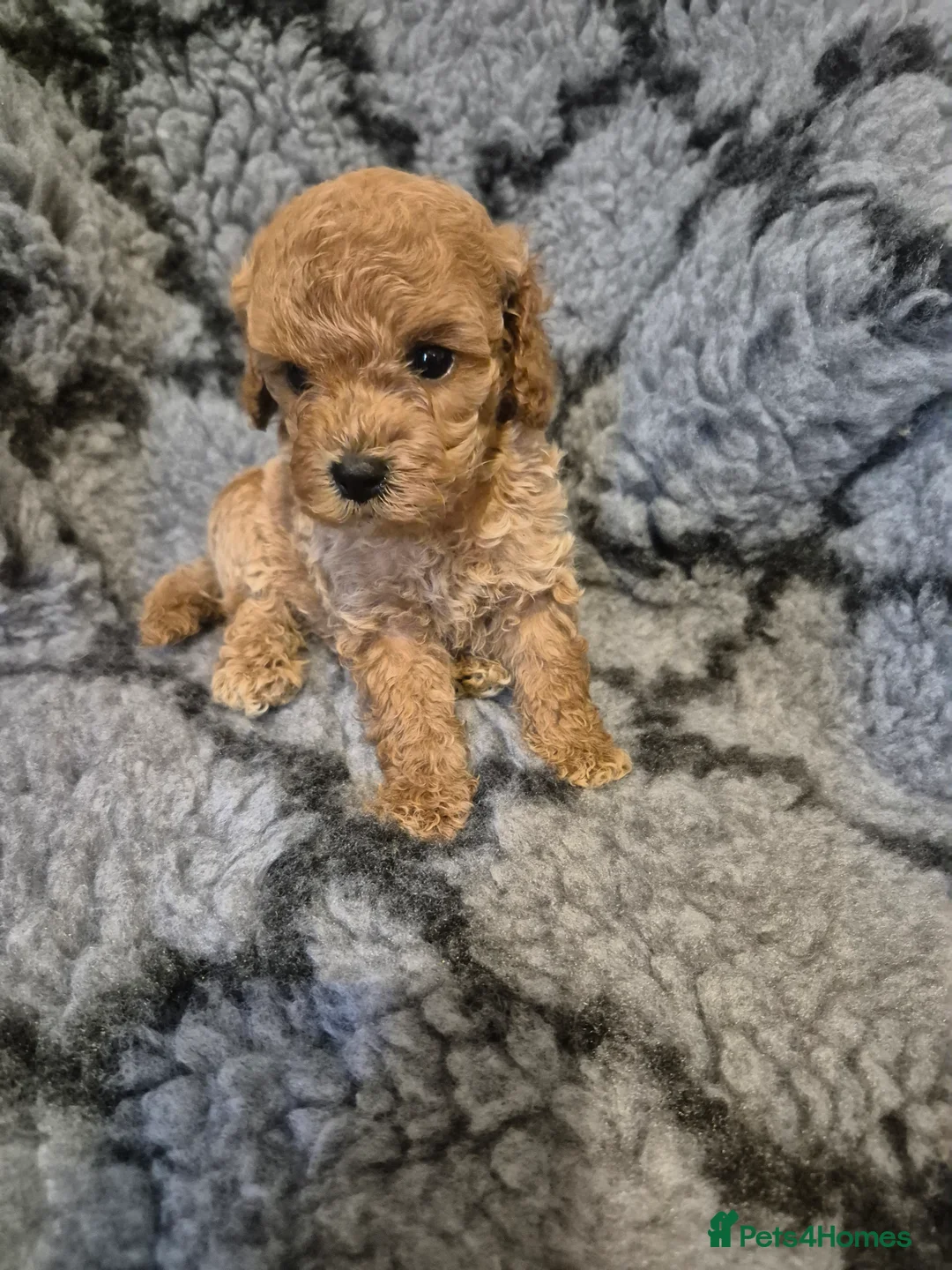 Mixed Breed dogs for sale: Asian cross toy poodle beautiful puppies - Advert 1