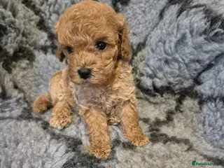 Mixed Breed dogs Asian cross toy poodle beautiful puppies - Advert 6