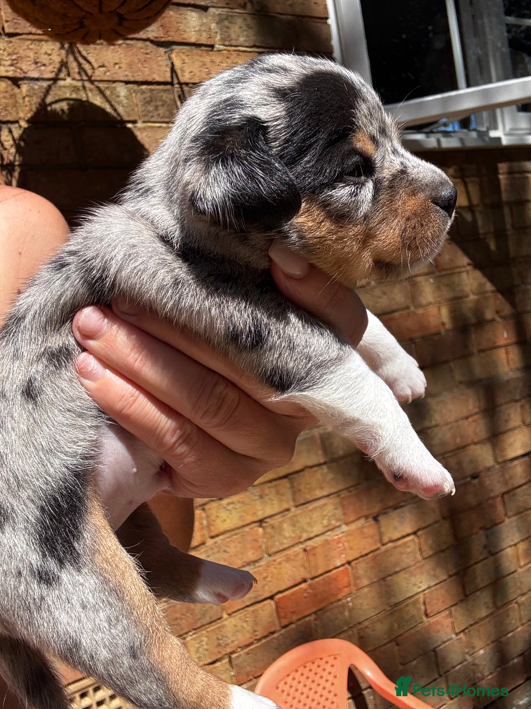Jack Russell dogs for sale: 💙 miniture JR PUPS 💙 - Image 3