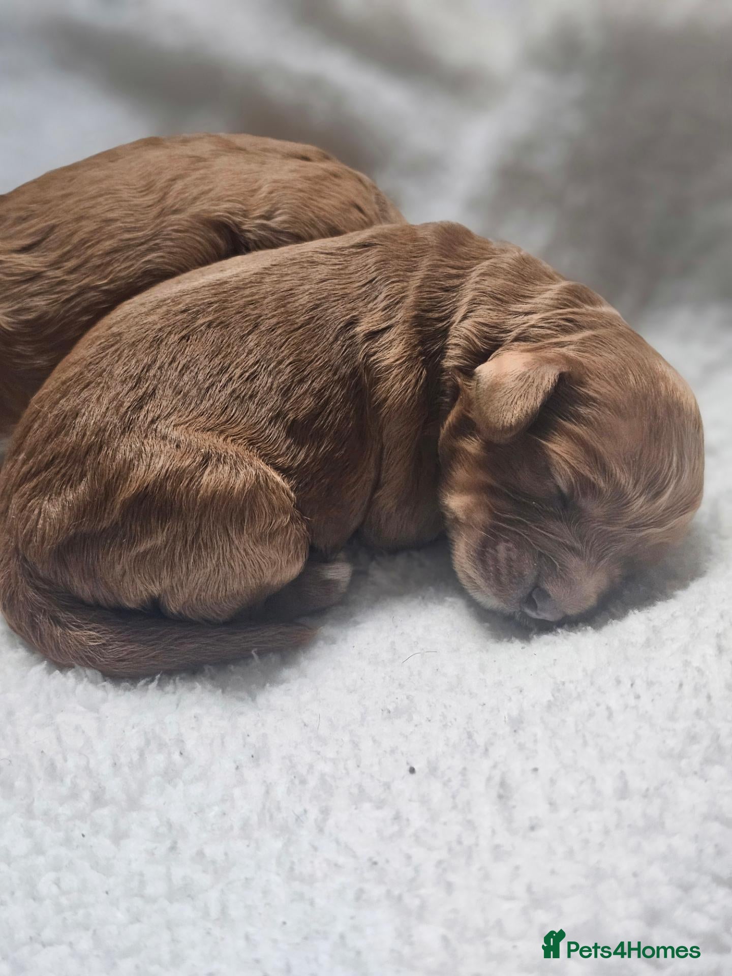 Cavapoo dogs for sale: Exquisite F1 Cavapoo Puppy - Advert 13