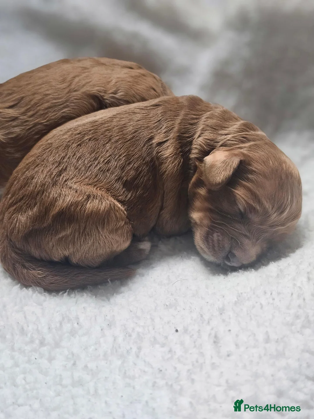 Cavapoo dogs for sale: Exquisite F1 Cavapoo Puppy in Southampton - Advert 1