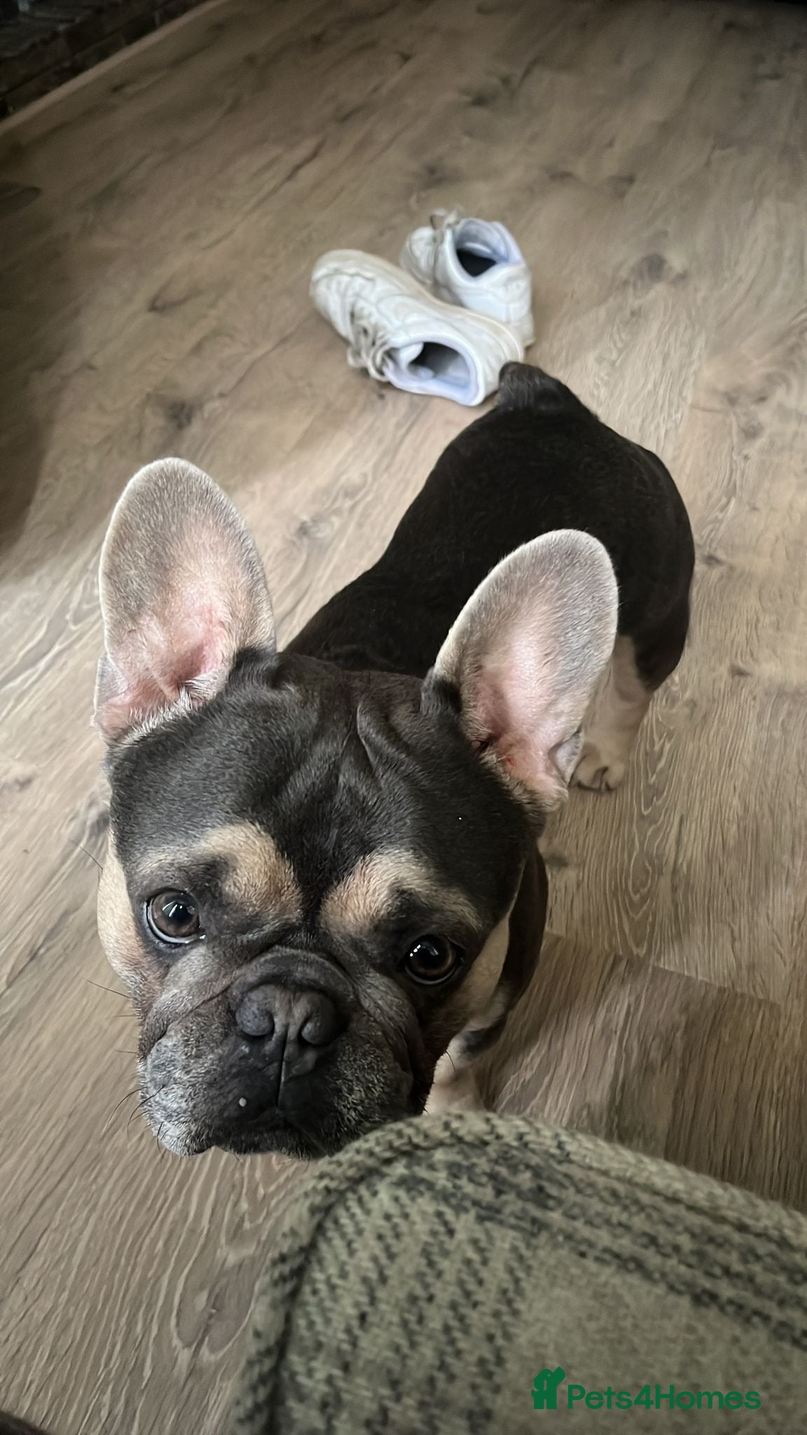 French Bulldog dogs Tiny Tino  - Advert 2