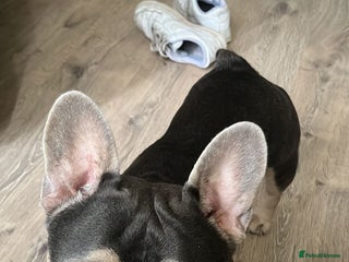 French Bulldog dogs Tiny Tino - Advert 2