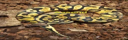 Python Snake reptiles for sale: Ball pythons (8mth). Pied/Firefly/Gene X/Mojave) - Advert 10