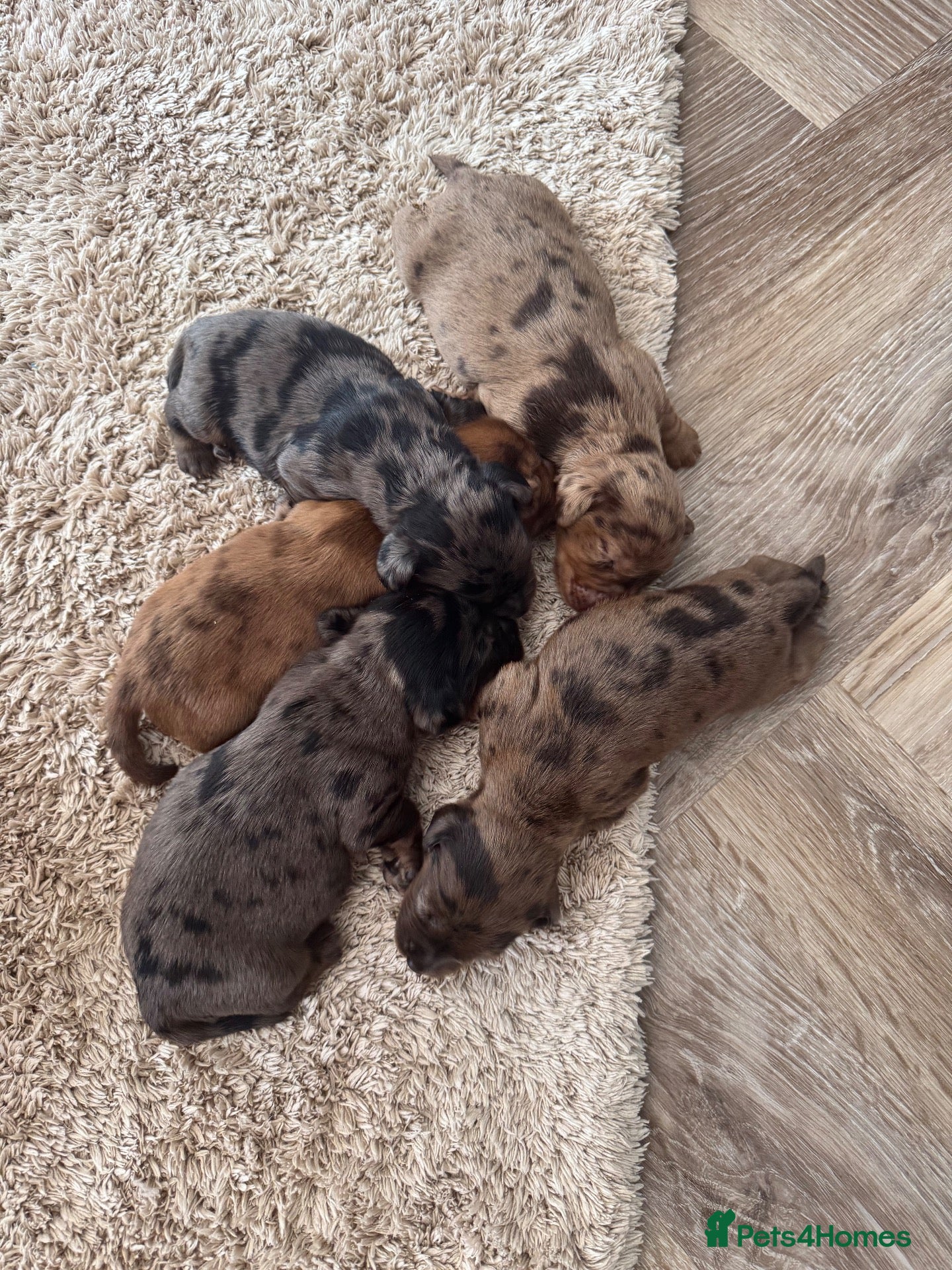 Mixed Breed dogs 8 week old dockers 4 males  - Advert 16