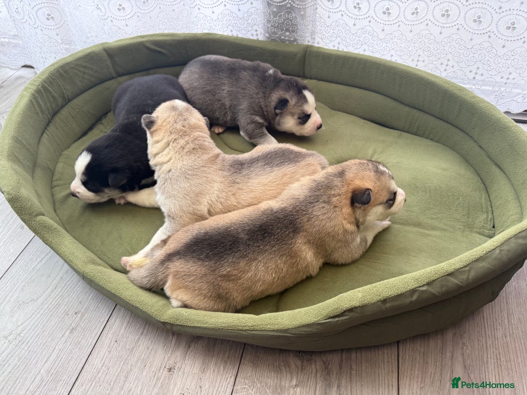 Siberian Husky dogs for sale: Puppies Siberian Huskies  - Advert 6