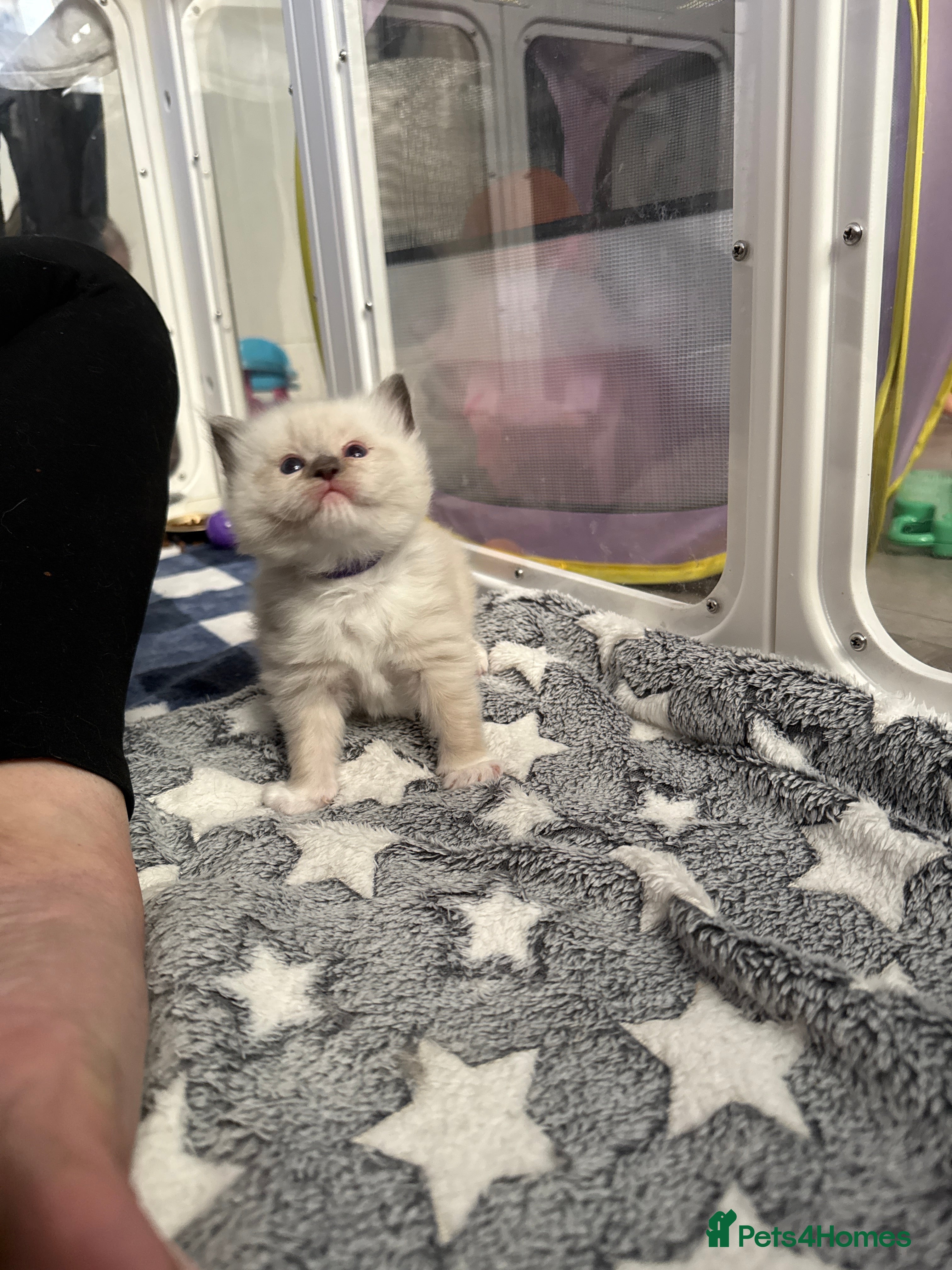 Ragdoll cats XL Long hair Ragdoll kittens. Used to dogs.  - Advert 2