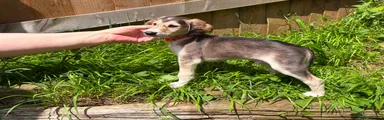 Saluki Puppy 6