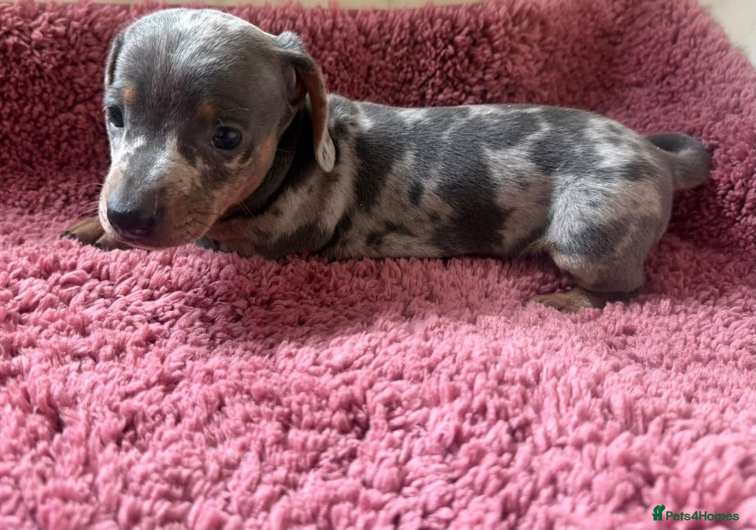 Dachshund dogs for sale: Miniature dachshunds - Advert 2