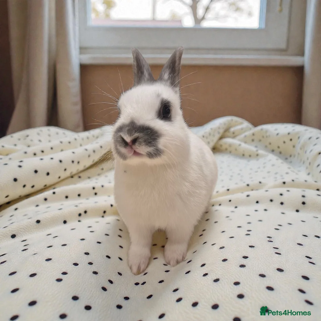 Mixed Breed rabbits for sale: 🧡dwarf papillon bunnies 🧡 - Advert 10