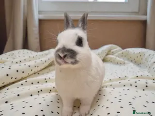 Mixed Breed rabbits 🧡dwarf papillon bunnies 🧡 - Advert 10