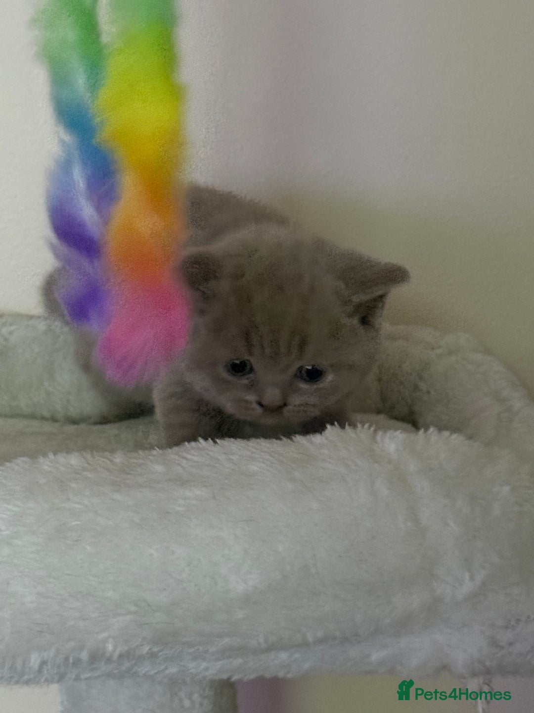 British Shorthair cats for sale: british shorthair kittens  - Advert 15