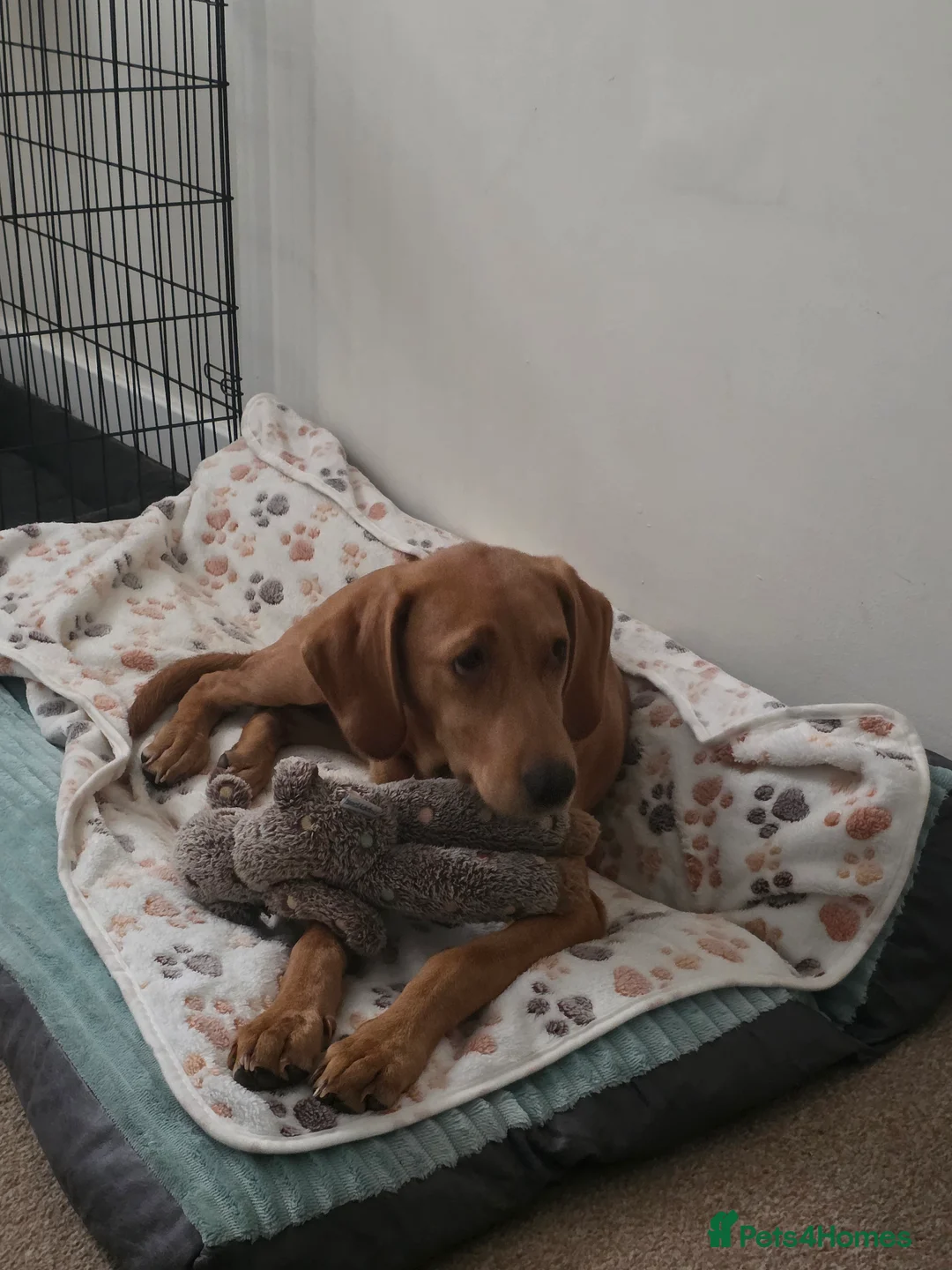 Labrador Retriever dogs for sale: Fox Red Labrador - Advert 3