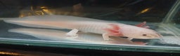 Axolotl reptiles for sale: Dirty Lucy's and pie bald lucys - Advert 1