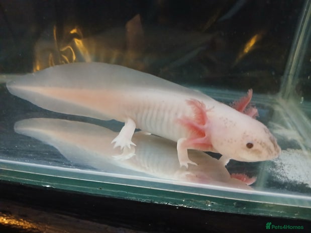 Axolotl reptiles - Advert 1