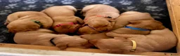 Labrador Retriever dogs for sale: *Beautiful Red Fox Labrador Puppies* in Nantwich - Advert 1