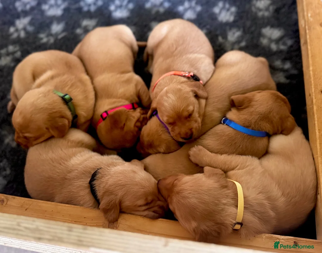 Labrador Retriever dogs for sale: *Beautiful Red Fox Labrador Puppies* in Nantwich - Advert 1