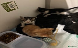 Bengal cats for sale: Bengal cross tabby kittens rare melanistic!!! - Image 6