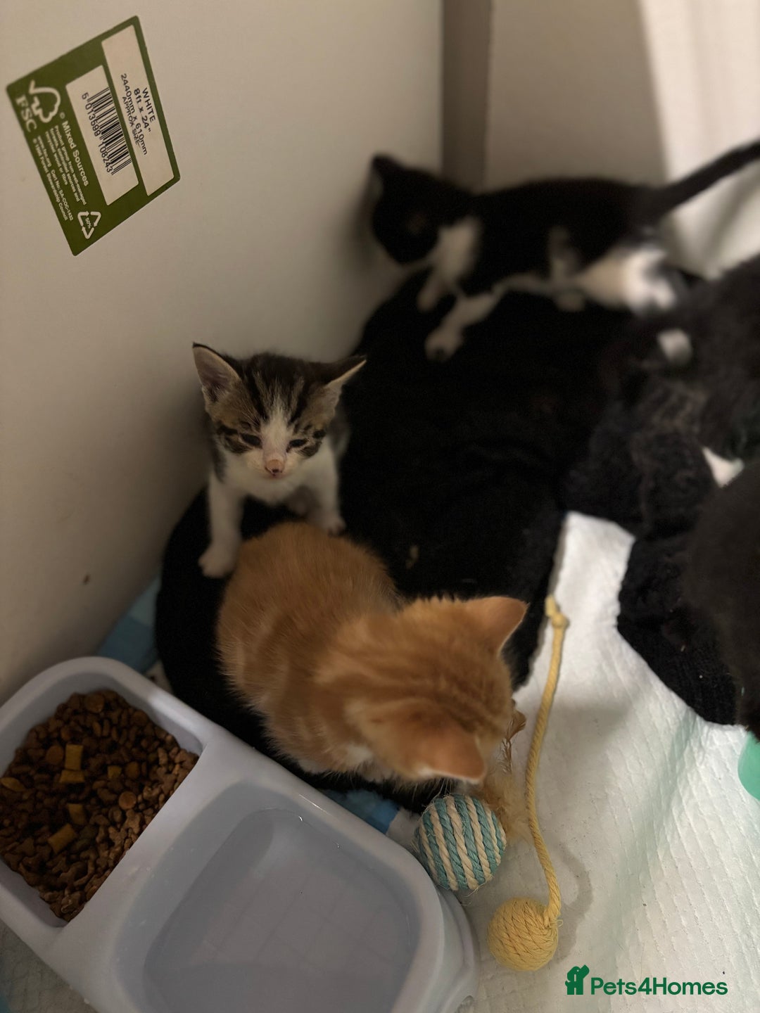 Bengal cats for sale: Bengal cross tabby kittens rare melanistic!!! - Image 6
