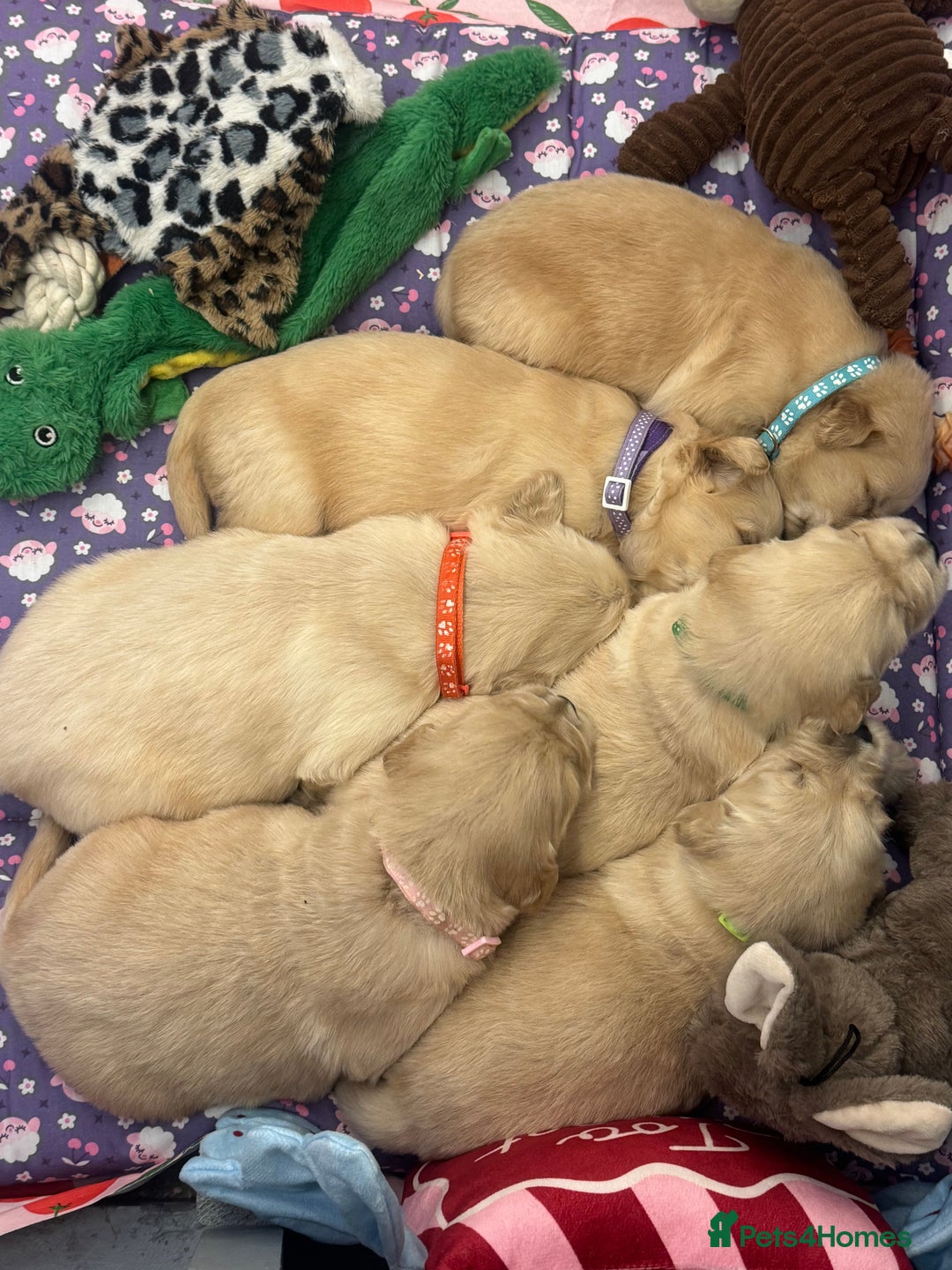 Golden Retriever dogs for sale: Top Class KC registered Golden Retrievers  - Advert 3