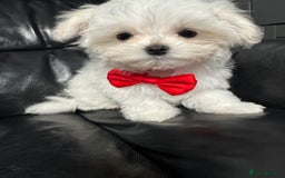 Maltese dogs for sale: 🥰 Gorgeous puppies 🥰🥰 - Image 5