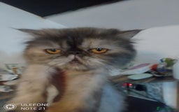 Exotic cats for sale: Beautiful exotic Persian female - Image 4