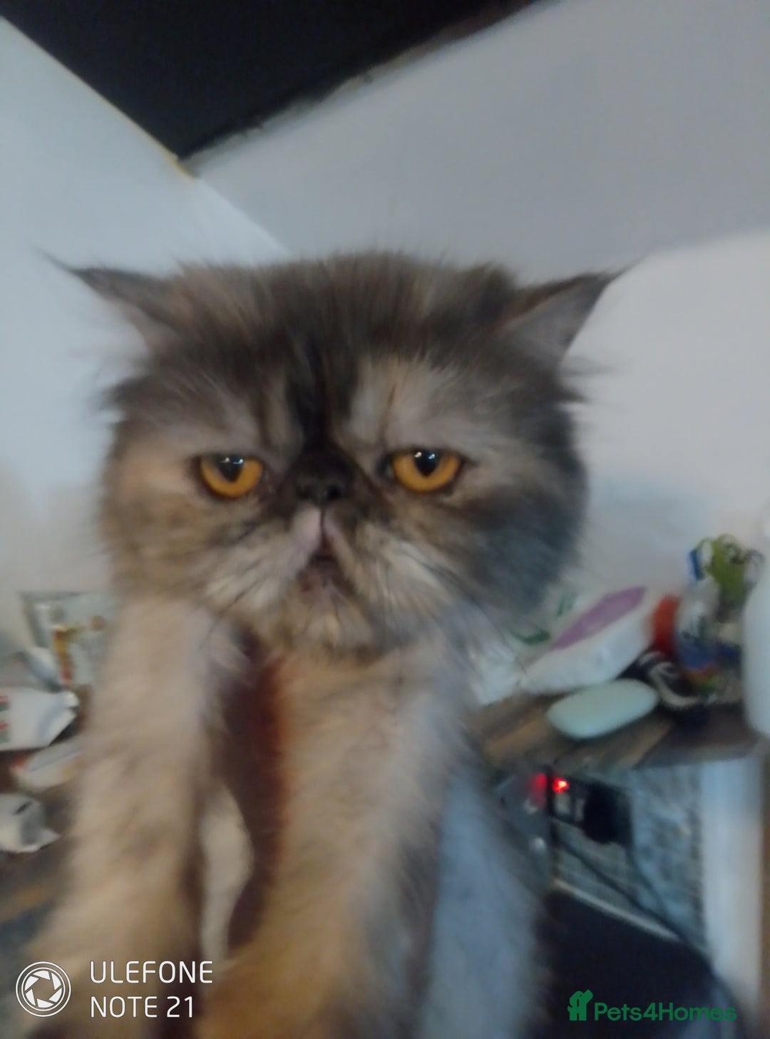 Exotic cats for sale: Beautiful exotic Persian female - Image 4