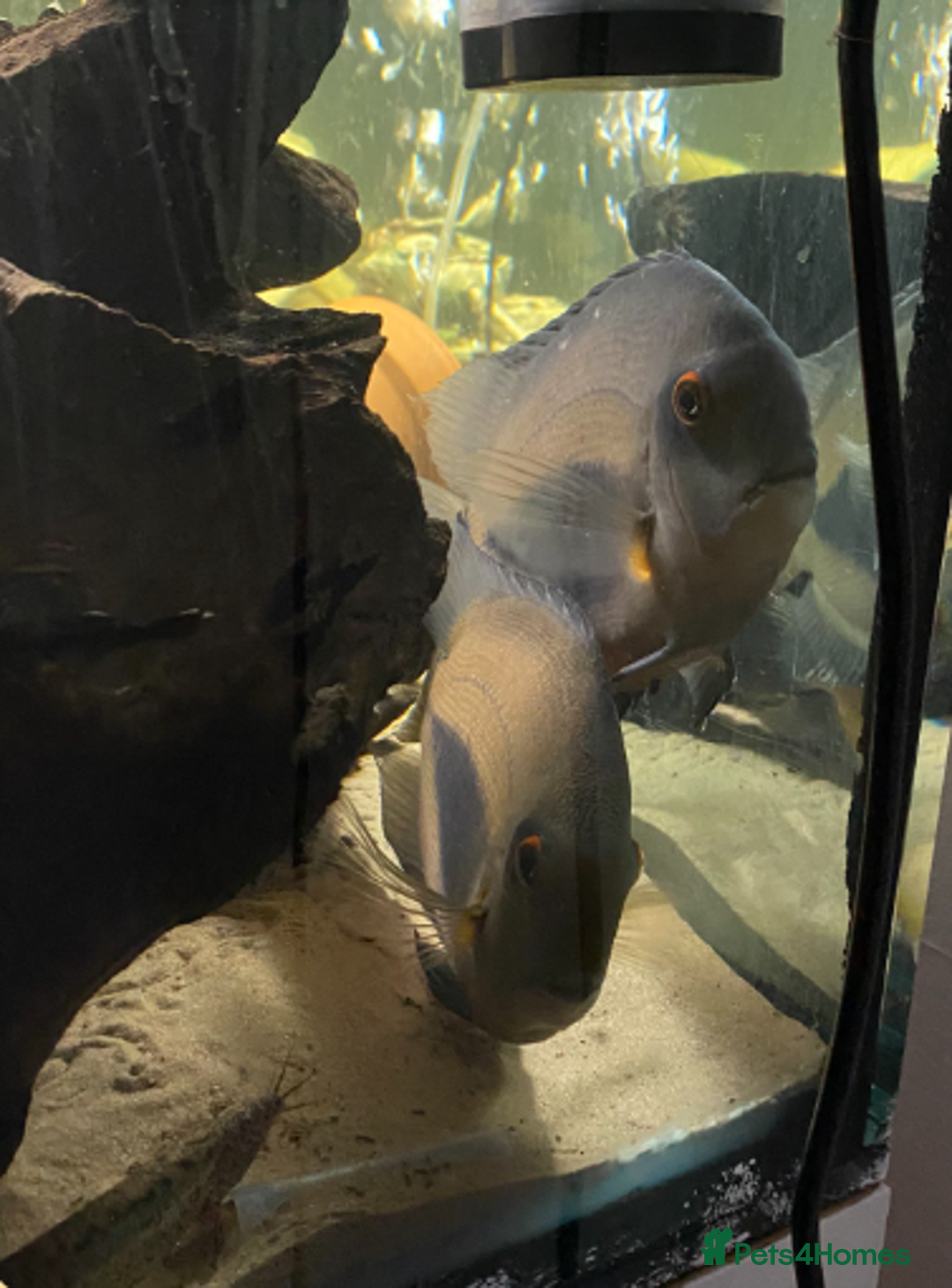 Cichlids fish for sale: 4x Uaru cichlids (Poor mans discus) - Advert 1