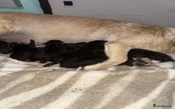 Goldador dogs for sale: Goldador puppies for sale  - Image 1