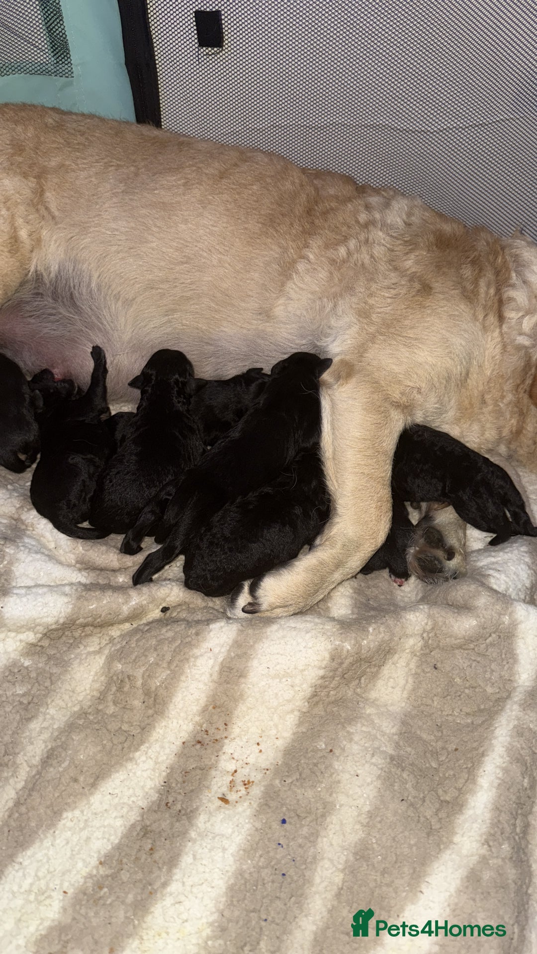 Goldador dogs for sale: Goldador puppies for sale  - Image 1