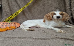 Cockapoo dogs for sale: X2 Male cookapoo - Image 4