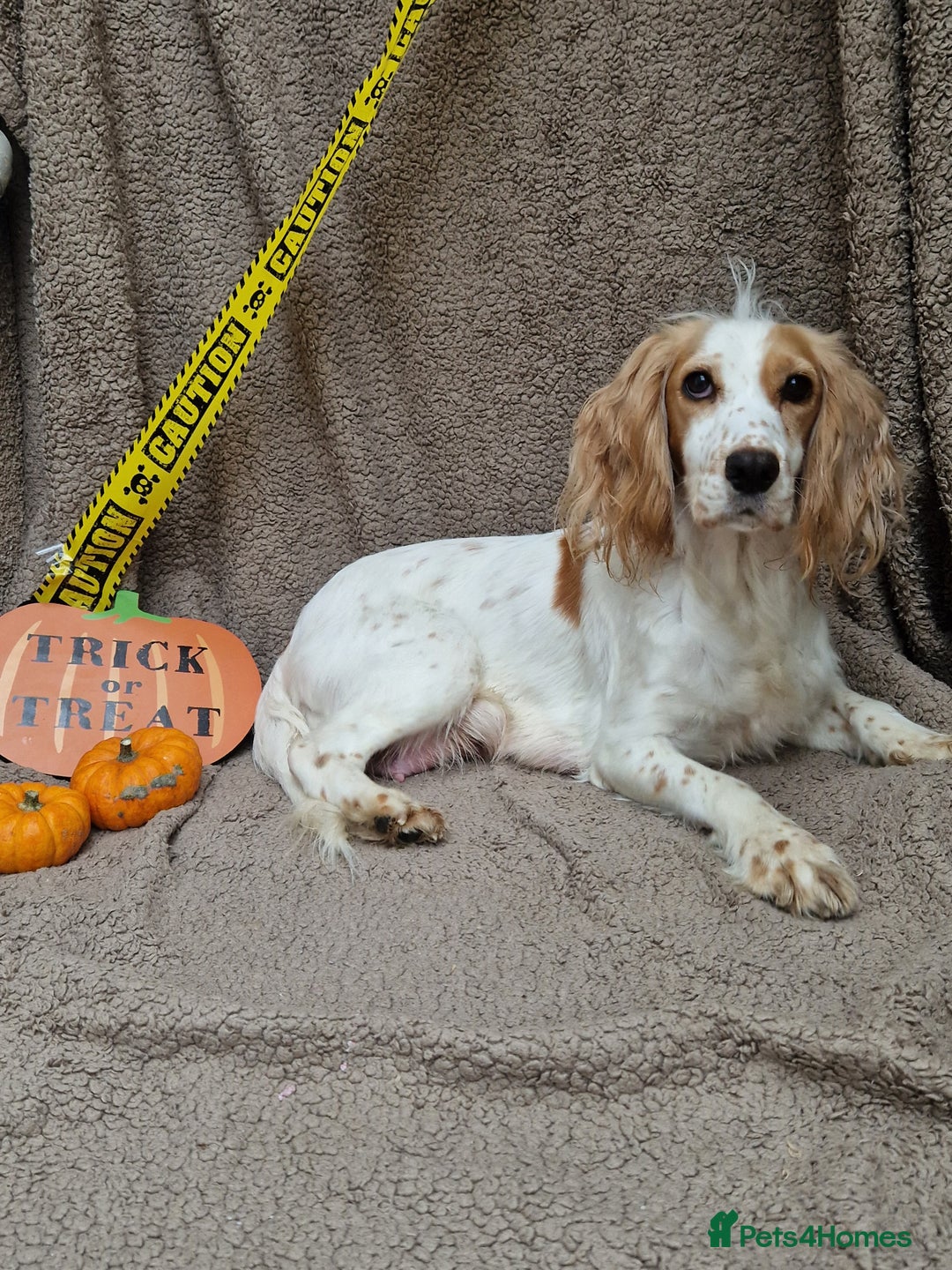 Cockapoo dogs for sale: X2 Male cookapoo - Image 4