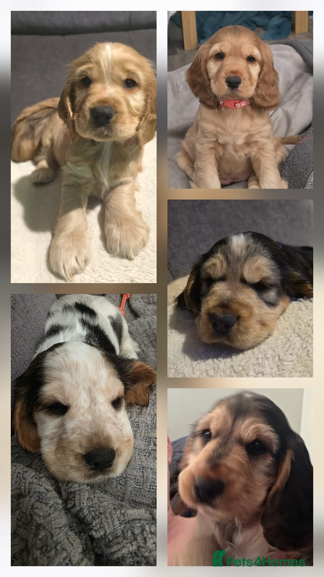 Cocker Spaniel dogs English Cocker Spaniel Puppies - Advert 16