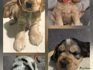 Cocker Spaniel dogs English Cocker Spaniel Puppies - Advert 16