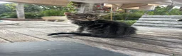 Mixed Breed cats for sale: Kittens - Advert 2