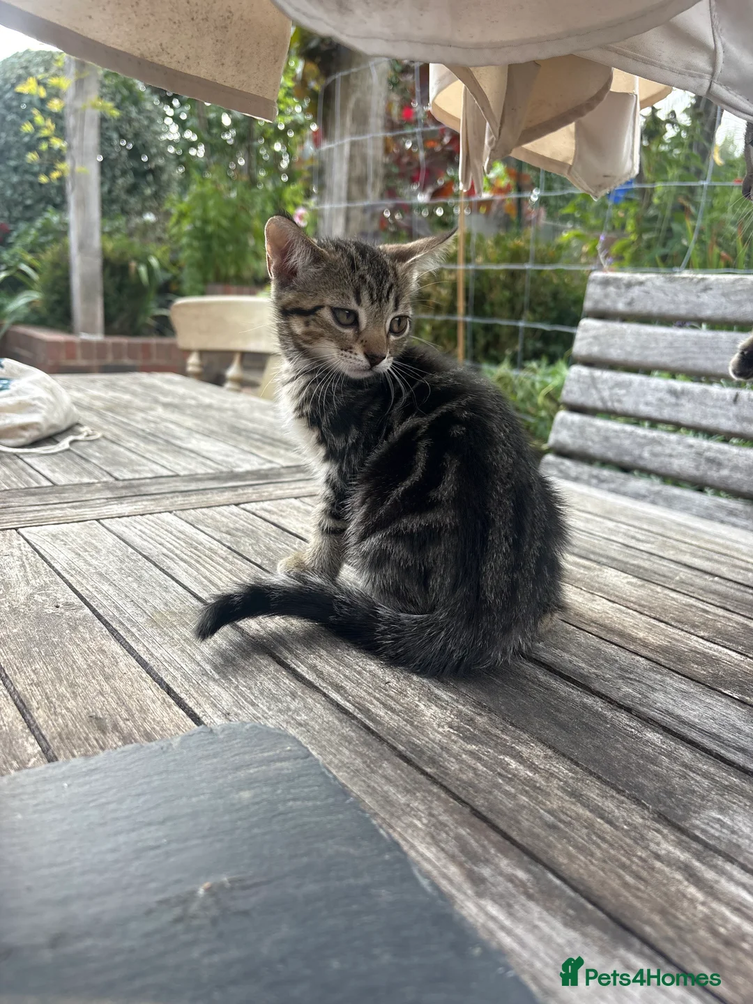 Mixed Breed cats for sale: Kittens - Advert 2