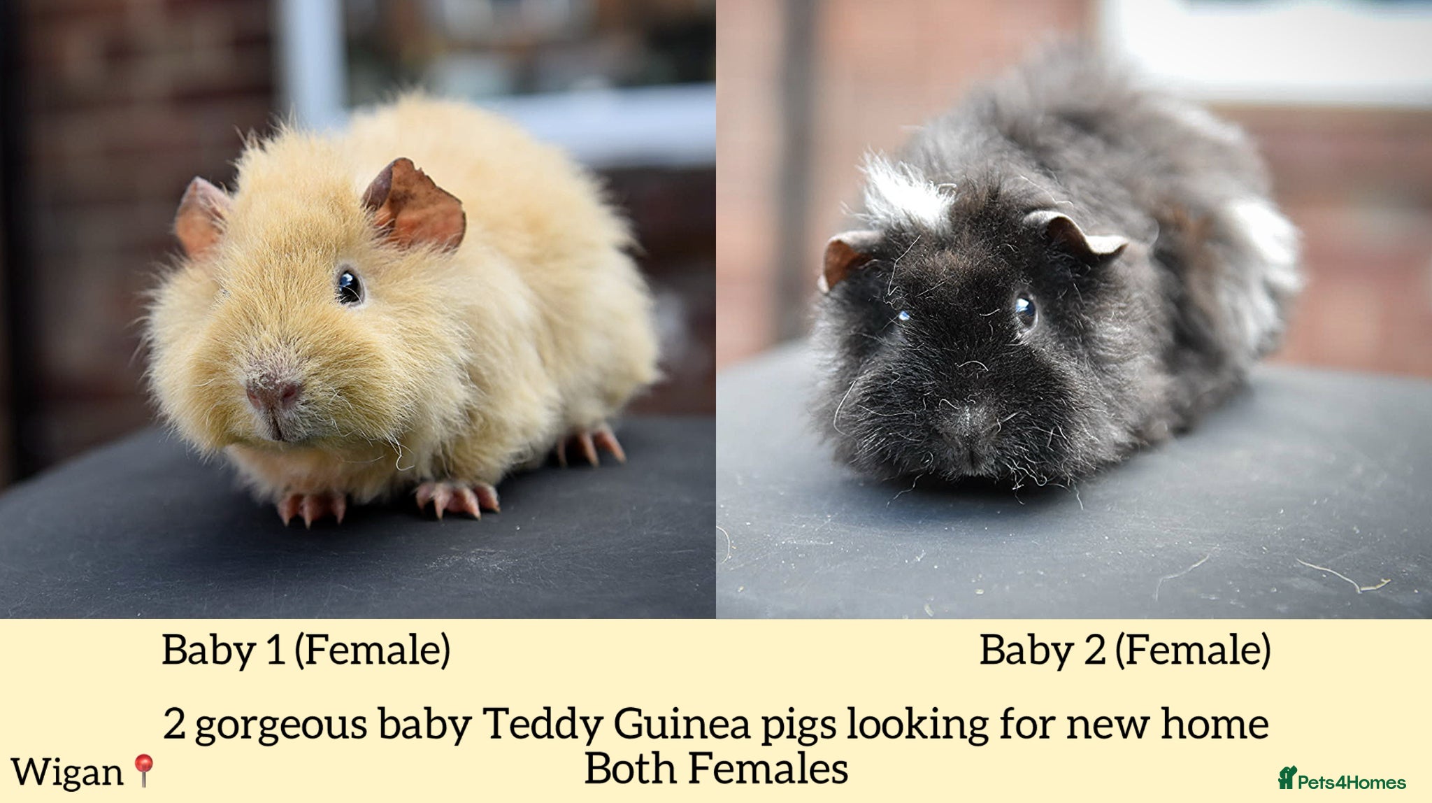 Guinea Pig rodents 8 week Old Guinea Pigs Looking For New homes - Advert 5