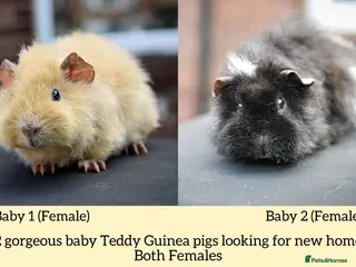 Guinea Pig rodents 8 week Old Guinea Pigs Looking For New homes - Advert 5
