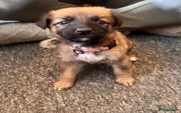 Mixed Breed dogs for sale: German Sheperd cross Lurcher Puppies - Image 7