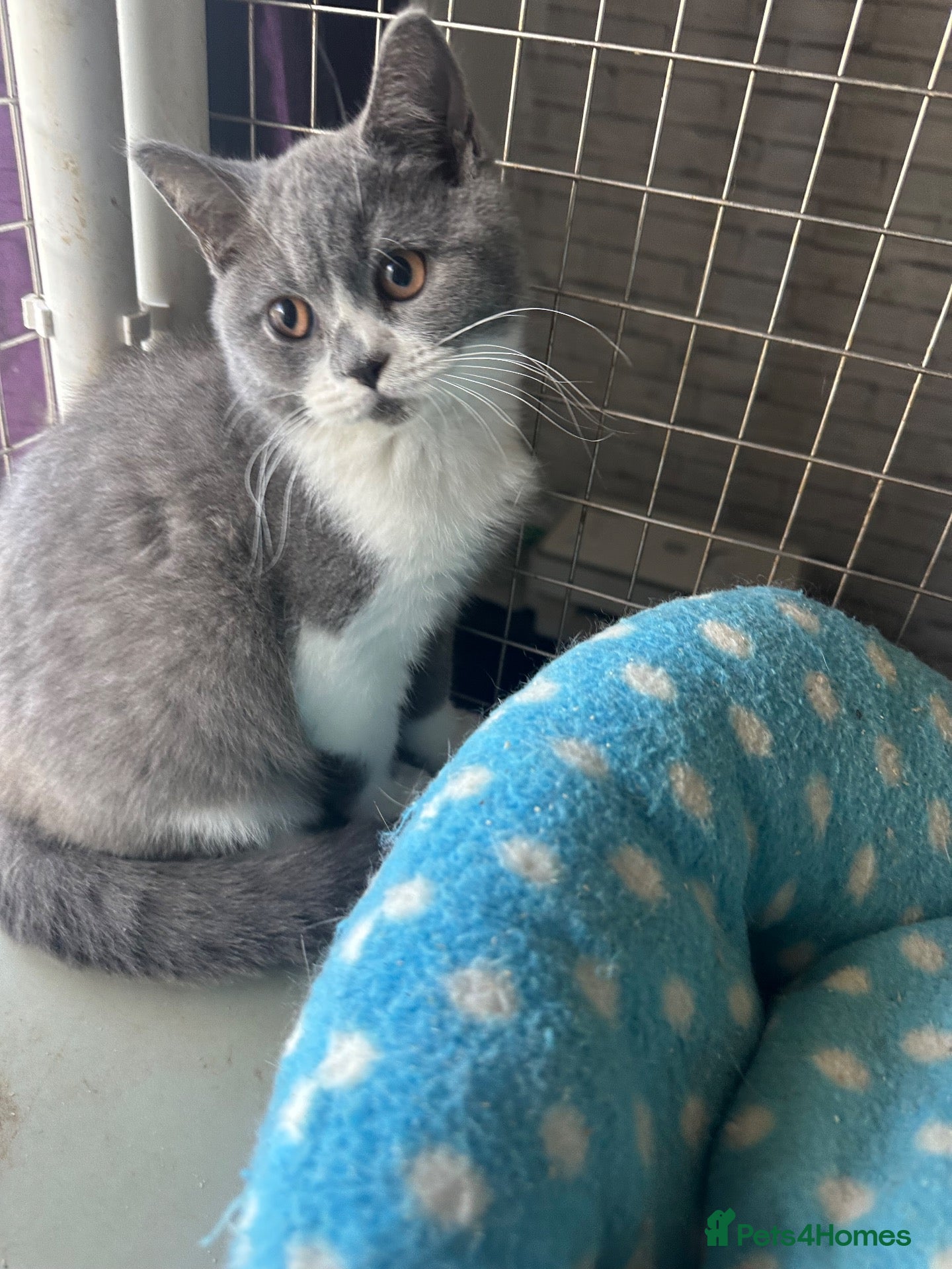 British Shorthair cats British shorthair kittens top pedigree reduced !  - Advert 2