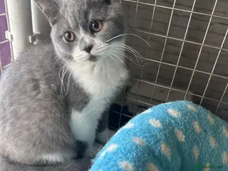 British Shorthair cats British shorthair kittens top pedigree reduced ! - Advert 2