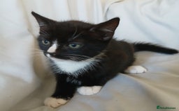 Mixed Breed cats for sale: READY NOW 4 male kittens looking for forever homes - Image 6