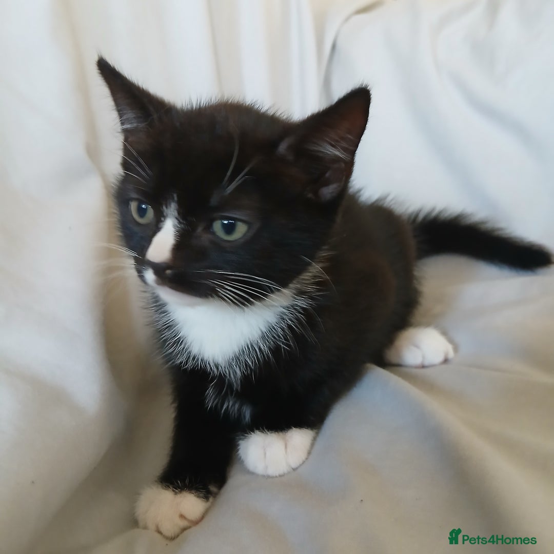 Mixed Breed cats for sale: READY NOW 4 male kittens looking for forever homes - Image 6