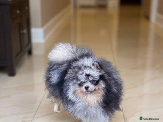 Pomeranian dogs Adult Pomeranian brothers & sisters - Advert 2