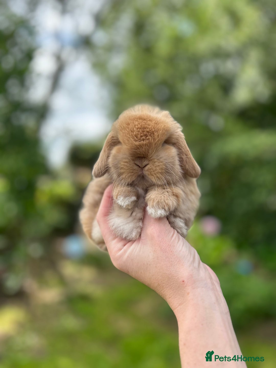 Mini Lop rabbits for sale: ⭐️ FRIENDLY PUREBRED MINI LOP BUNNIES ⭐️ - Image 4