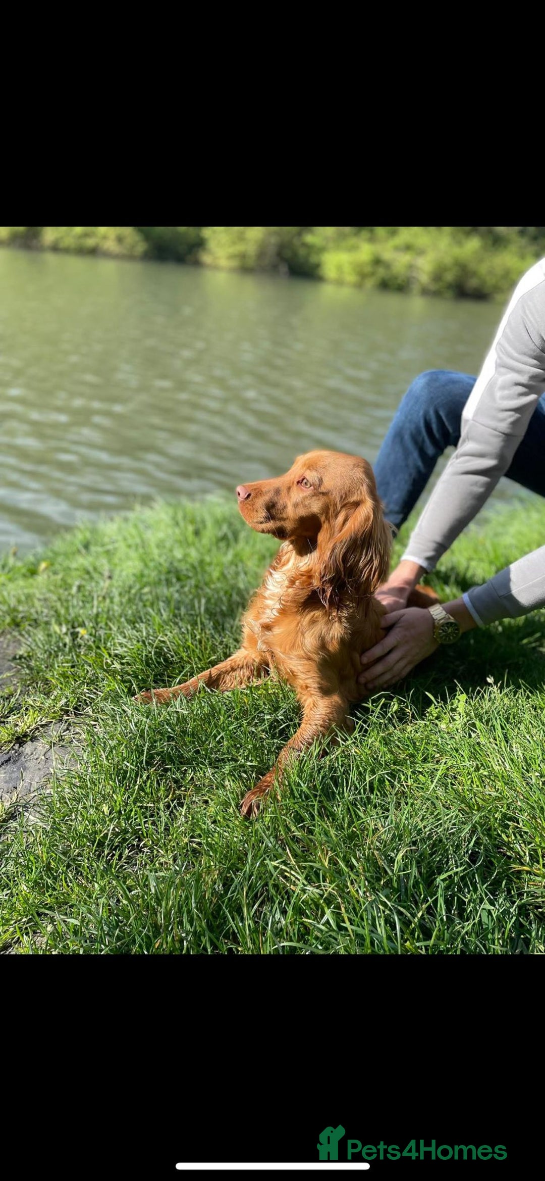 Cocker Spaniel dogs for stud: Milo K Cocker Spaniel - Image 2