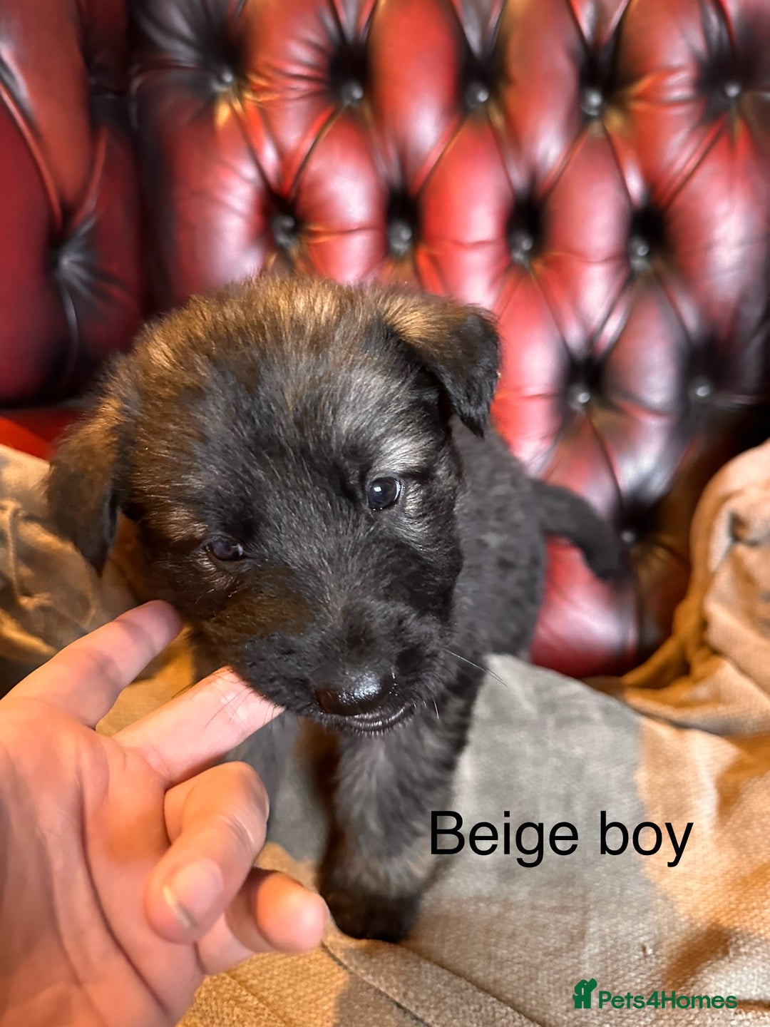 German Shepherd dogs for sale: Long-Haired Straight Back German Shepherd Puppies - Image 16
