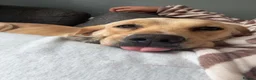 Labrador Retriever dogs for sale: Golden Labrador Puppies 🐾 - Advert 1