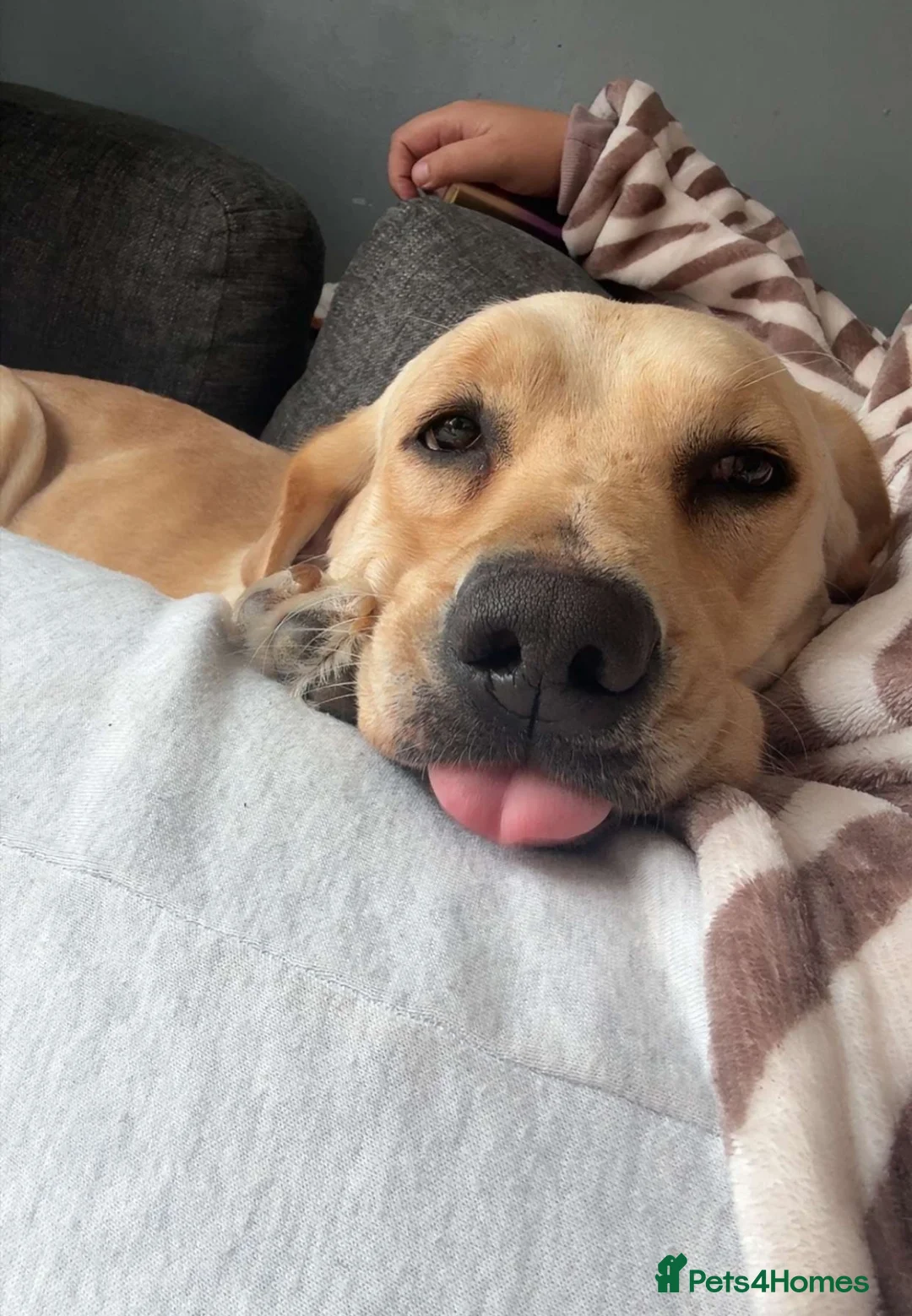 Labrador Retriever dogs for sale: Golden Labrador Puppies 🐾 - Advert 1