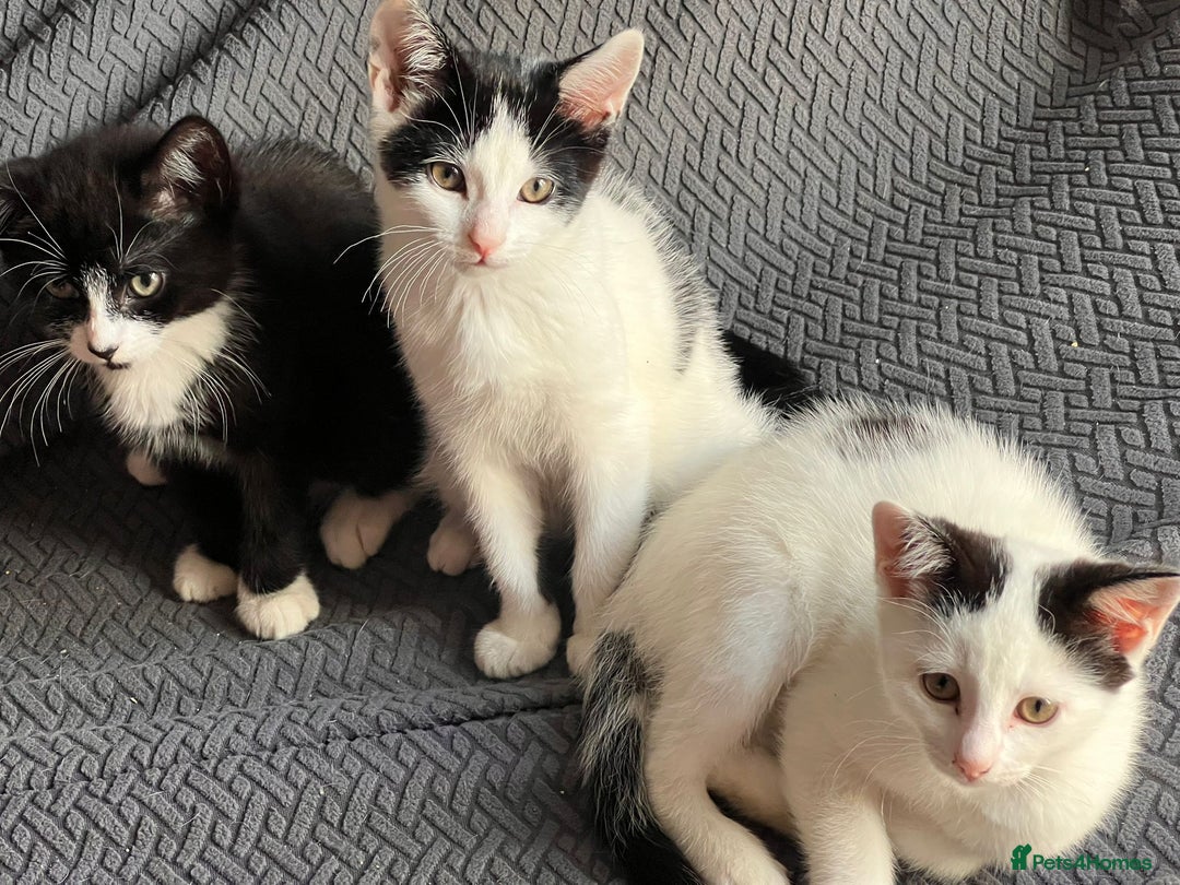 Mixed Breed cats for sale: 3 beautiful girls - Advert 2